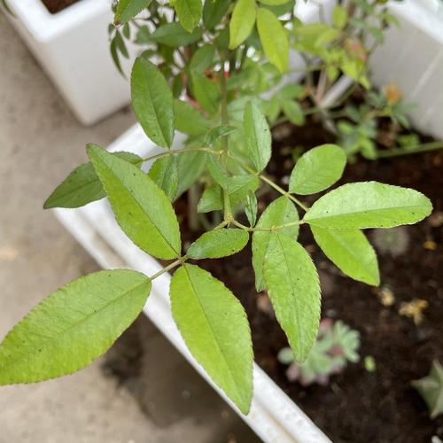 请教:木香叶子有黑点点该怎么办