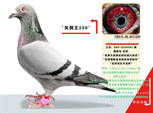 >> 查看拍卖商品