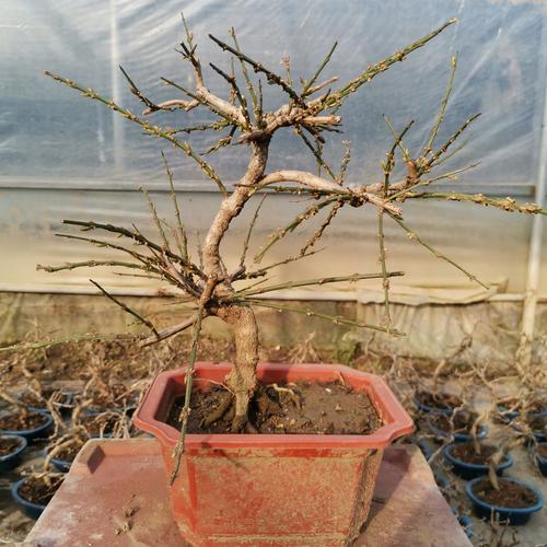 虎蹄迎春盆景老桩造型黄花迎春精品提根盆栽黄金雀提根盆景包邮