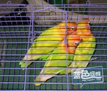 转一只稀有的绿金丝彩虹牡丹鹦鹉!