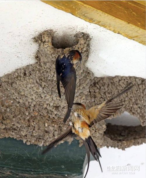 再从它们的鸟巢形状看,金腰燕的巢经常数个连成片,形状大体上呈水瓢