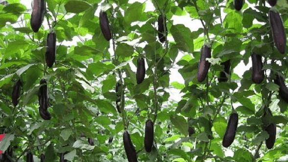 浅谈早春茄子嫁接栽培技术要点|茄子|砧木|接穗_新浪网