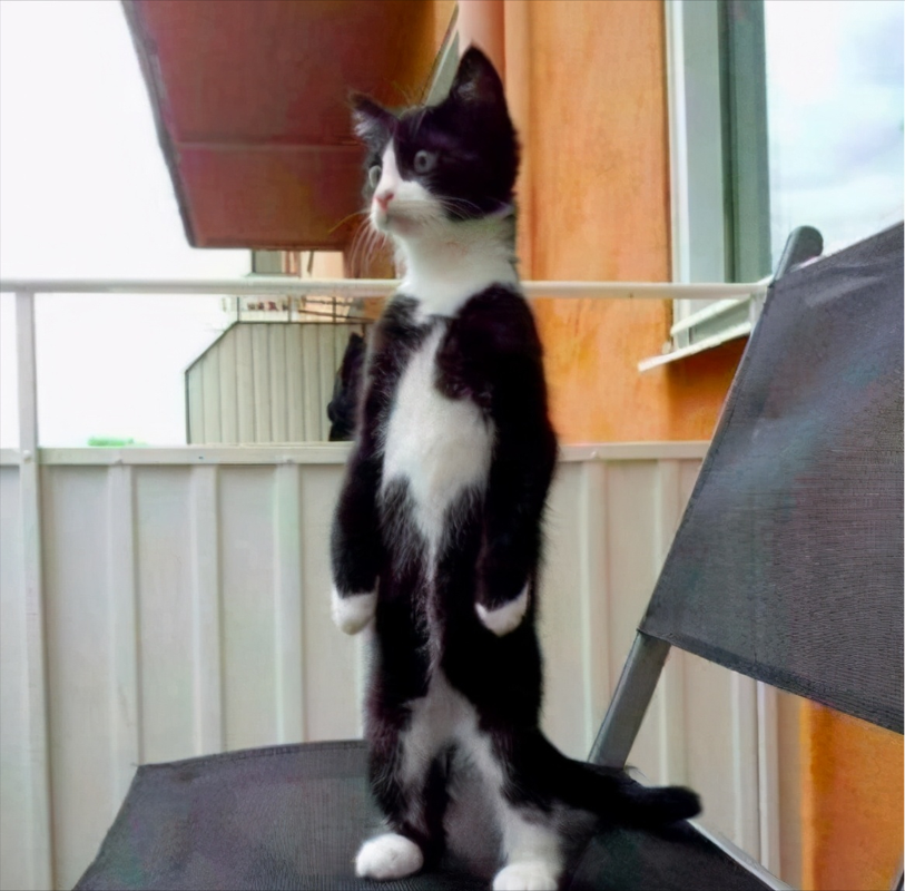 在中华田园猫里有一个品种叫奶牛猫,奶牛猫其实就是身上有黑白两种