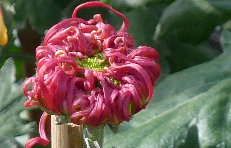 松下lx5拍的北海菊花展