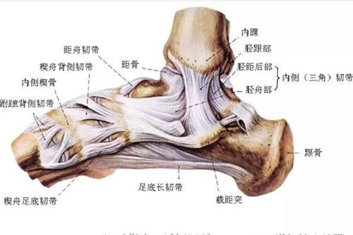 三角韧带损伤非常罕见,多伴有下胫腓联合损伤,距骨软骨损伤或踝关节