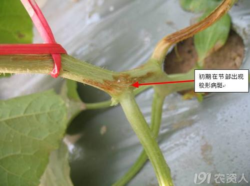 哈密瓜几种病原菌的分离鉴定及防治药剂(高清图片)