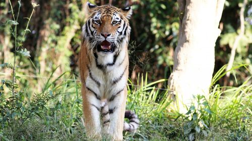 猛兽老虎图片,分享一组分类动物图片给大家,图中的桌面壁纸壁纸