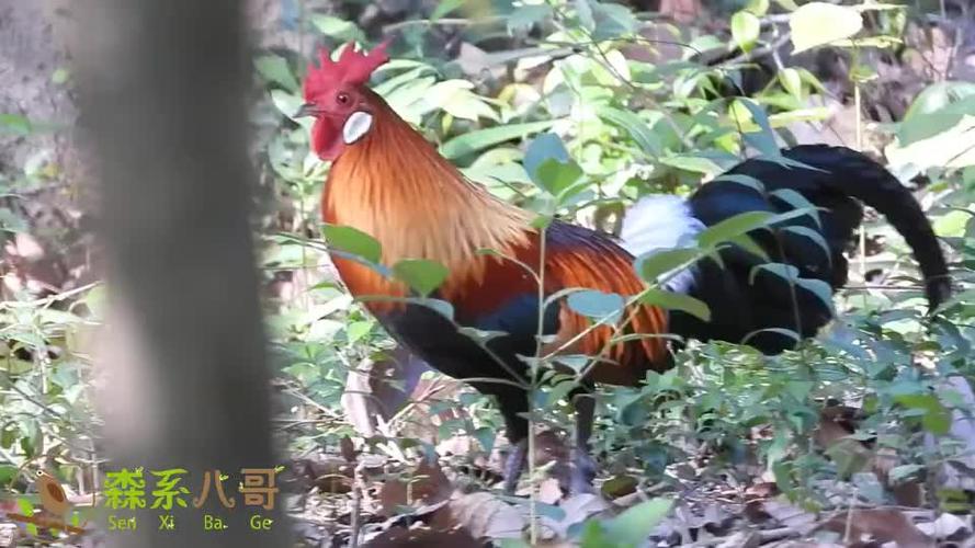 白耳原鸡的叫声,听听和家鸡有什么不同?