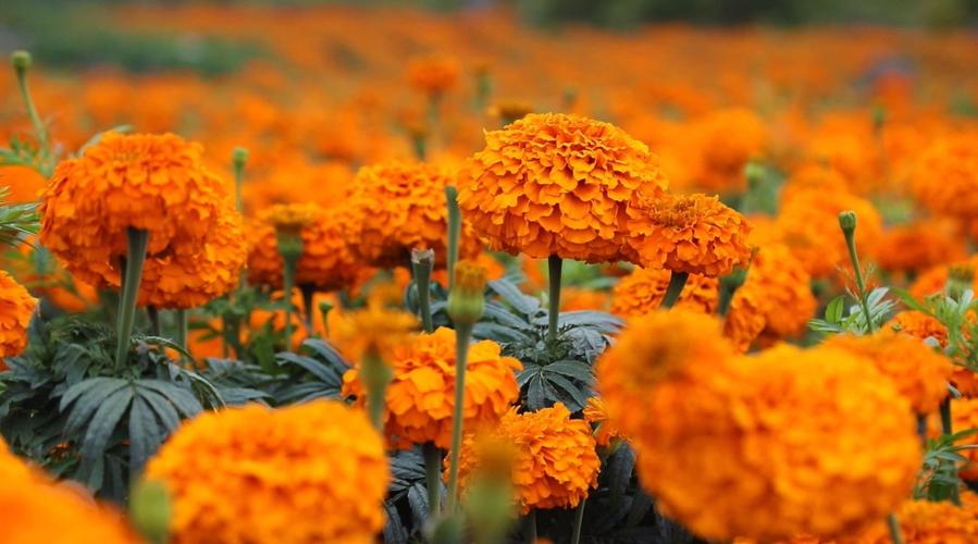 屏边新华乡种植的万寿菊迎风绽放