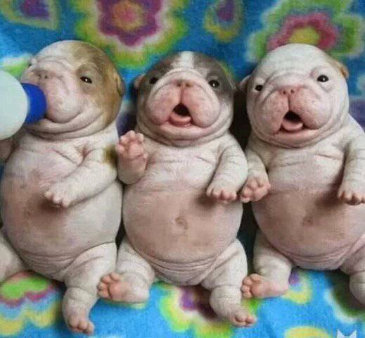 小狗怎么看公母 图