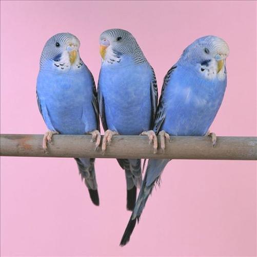 长尾鹦鹉图片_全景网