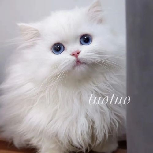 山东狮子猫长毛猫咪波斯猫混血鸳鸯眼双蓝眼黑色橘黄