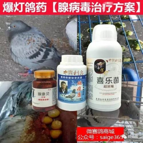 【鸽经验】腺病毒的天生克星,养鸽高手从不外传的法宝!