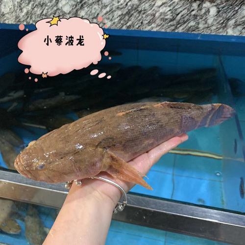 鲜活笋壳鱼野生淡水活鱼海鲜水产新鲜桂鱼多宝鱼龙胆青斑1斤1条