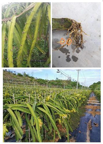 上两图为土壤线虫侵染后火龙果枝条表现和根瘤
