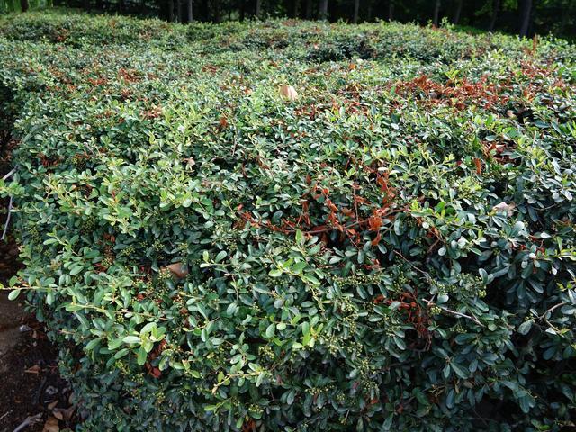 花木春秋44:火棘,诸葛亮南征的救军粮