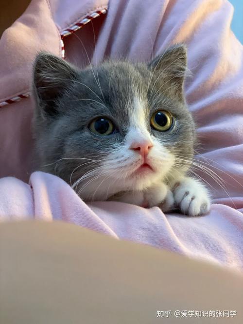 猫真的会被打服吗?