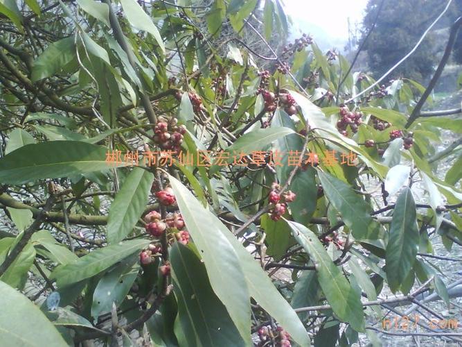 湖南金丝楠木基地,优质金丝楠木,金丝楠木树