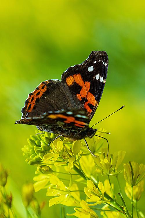 赤蛱蝶,3月摄于黑石铺