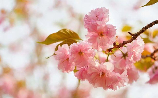 如何分辨桃花,杏花,梨花,梅花,樱花,李子花,海棠花