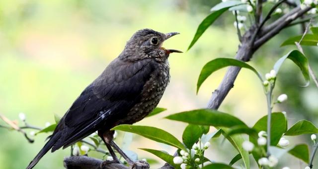乌鸫鸟认主人吗