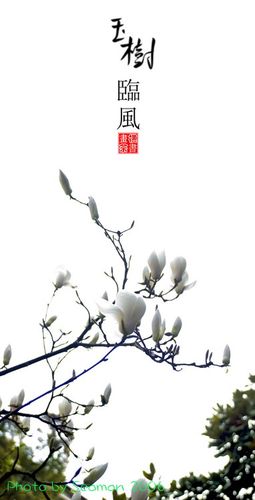 主题:玉树临风