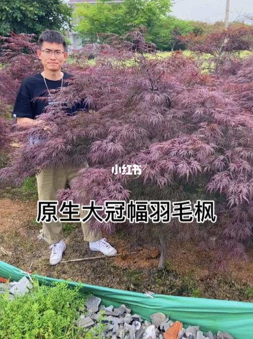 原生羽毛枫_别墅_庭院_秋天去哪玩_游戏_手机游戏