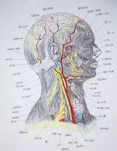 校园| 高校学生手绘解剖图走红,网友:被学医耽误的灵魂画手