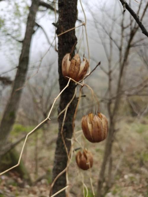 带你看方舟子长期攻击的中药材马兜铃长啥?