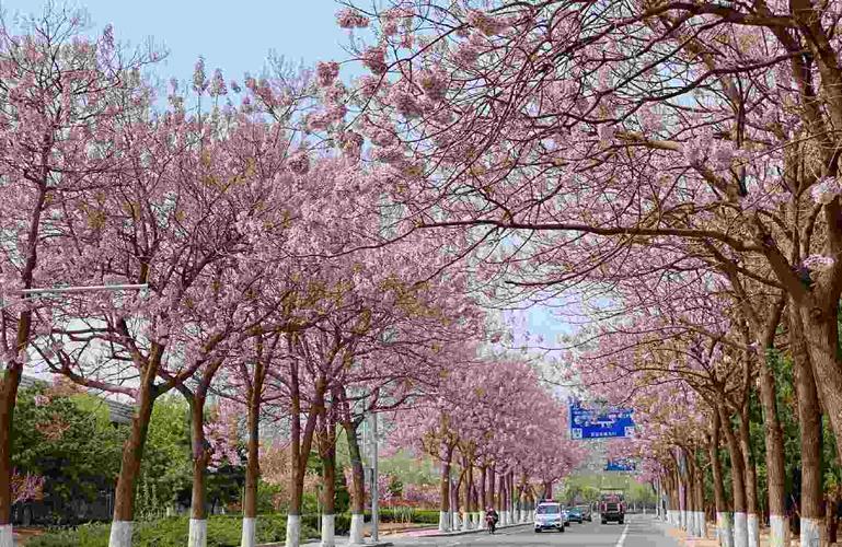 泡桐花原来也可以这么美