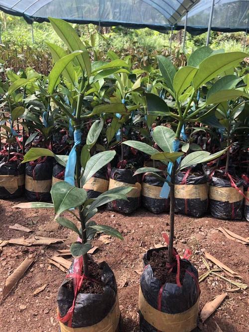 山竹树苗 正宗泰国山竹嫁接苗 广西带土带叶发货,包邮