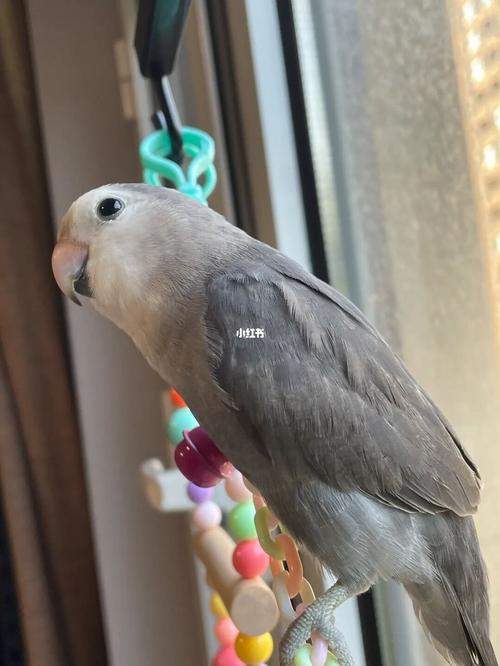 墨银顶真的帅 模特溜溜_鹦鹉_牡丹_手养牡丹鹦鹉_宠物
