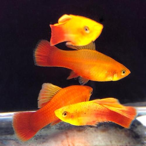 高帆鱼之高鳍大帆金牡丹胎生鱼大高鳍金鸳鸯热带观赏