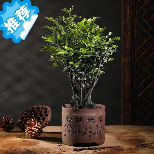 三维工匠小叶紫檀盆景盆栽老桩树苗绿植室内盆栽多肉植物办公室花卉