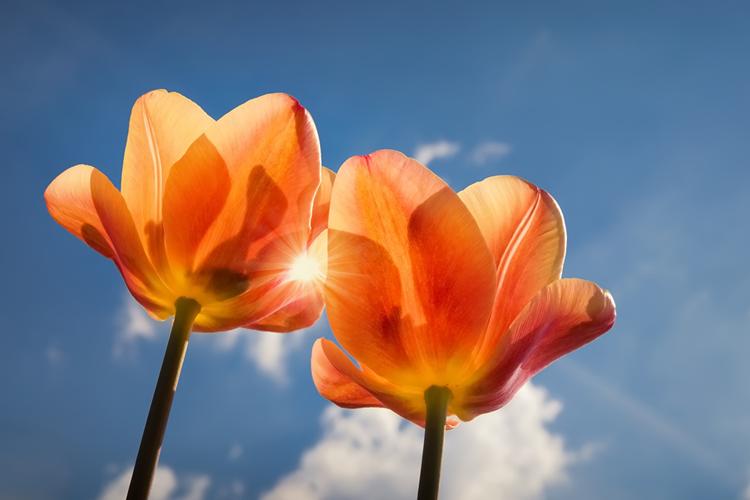 郁金香,橙色,2 两,花卉,照片