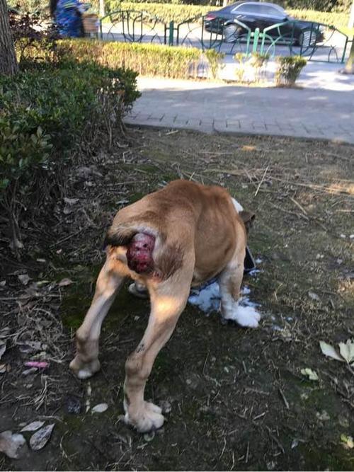 这是脱肛吗?一只被无良主人遗弃在了绿化带的法斗