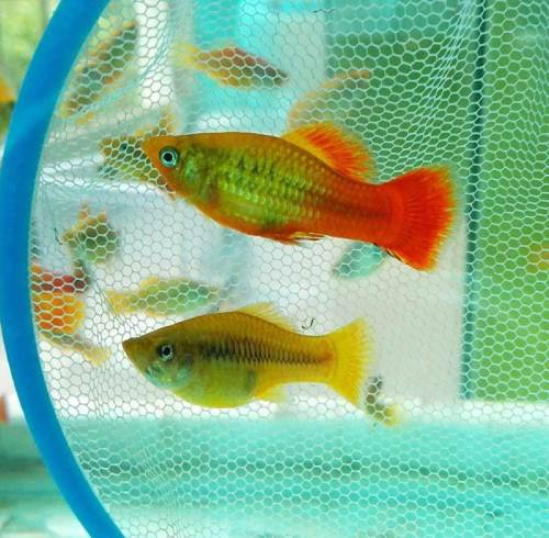 牡丹鱼是胎生鱼,母鱼一次生40至120条小鱼.零售价1元一条