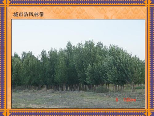 城市防风林带