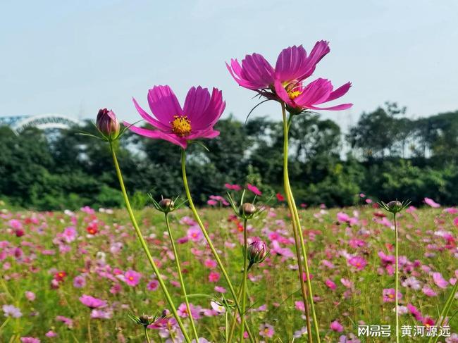 河南有片神秘的花海就在都市的家门口很多人都不知道你去过吗