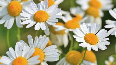 洋甘菊的功效及作用有哪些?