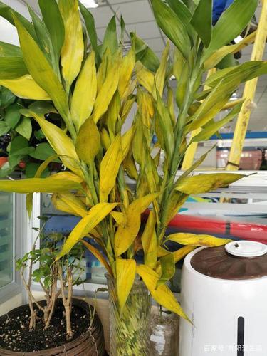 富贵竹黄叶子怎么办保证这3点不黄叶不烂根治愈黄叶子