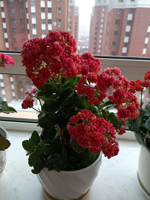 夕阳红色的长寿花,留下串串欢韵!