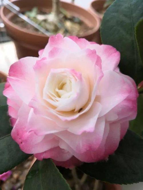 晒图| 花友家的茶花开了,美得千娇百媚…_手机搜狐网