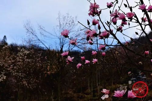 《春色相逢玉兰花 千树雪白千树红》