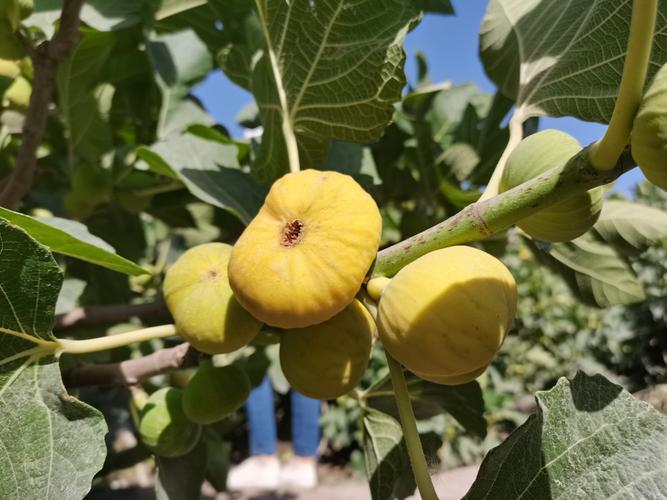 英下乡:庭院种植无花果 助农持续增收