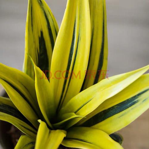 涞思芊*轻奢芊阙黄金虎皮兰盆栽稀有虎尾兰多肉植物盆景新房室内绿植