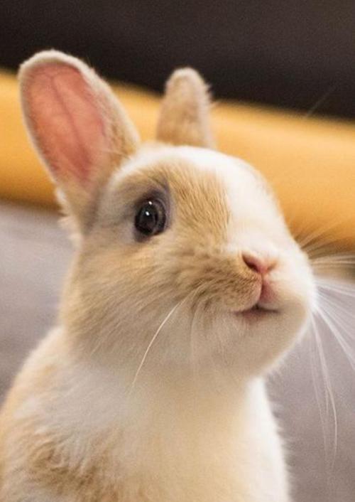 兔子的表情说明了什么?