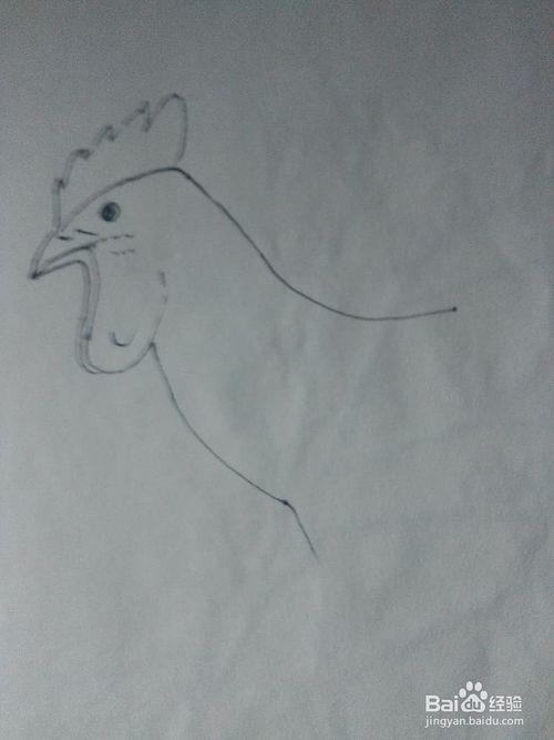 > 书画/音乐 3 画公鸡下吧时注意两个红色肉垂因为透视关系所另一边的