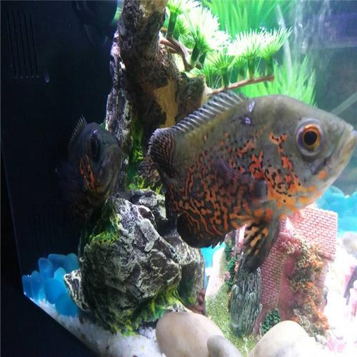 地图鱼吃什么能长多大_地图鱼好养吗_地图鱼繁殖寿命