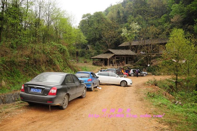 寂静花林---江油吴家后山辛夷花